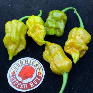 7 Pot Slimer - Seeds - The Pepper Pantry (Formerly Marie Sharp's)